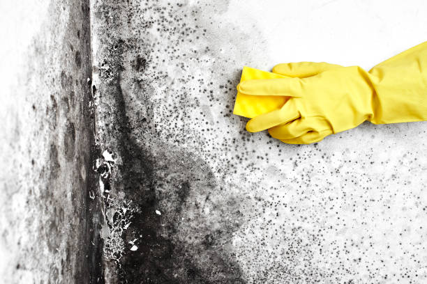 Best Commercial Mold Removal  in Paloma Creek, TX