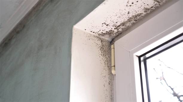 Best Mold Removal and Inspection  in Paloma Creek, TX