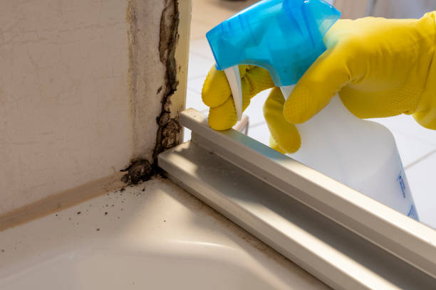 Best Mold Removal Process  in Paloma Creek, TX