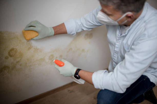 Professional Mold Removal in Paloma Creek, TX