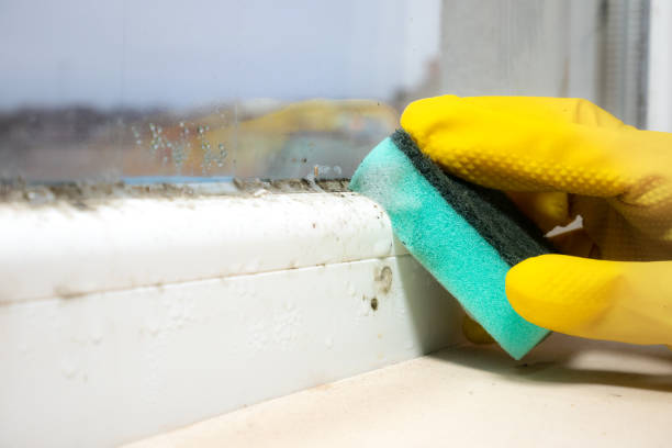 Best Professional Mold Removal  in Paloma Creek, TX