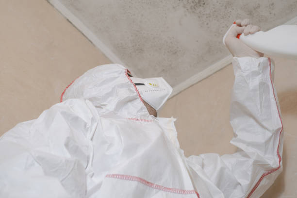 Best Best Mold Removal Companies  in Paloma Creek, TX