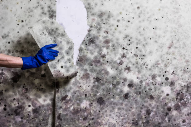 Best Black Mold Removal  in Paloma Creek, TX
